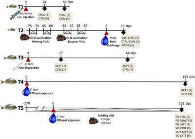 Differential Modulation of IgT and IgM upon Parasitic, Bacterial, Viral, and Dietary Challenges in a Perciform Fish